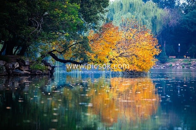 秋日湖畔黄叶映水 静谧自然公园美景