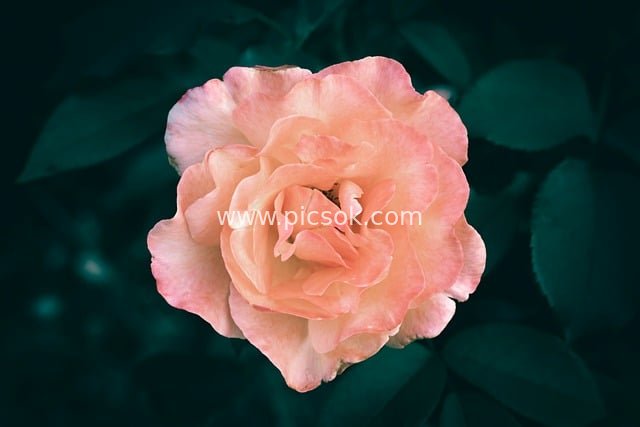 Close-up of a Blooming Pink-Orange Rose – Floral Material with Dark Green Background
