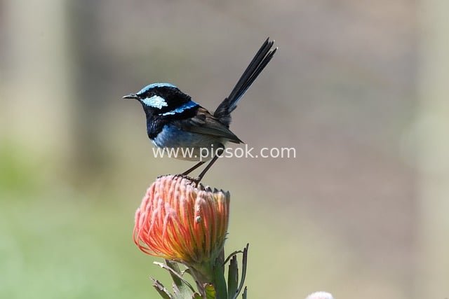 Blue-tailed Wren Perched on an Orange-red Flower: A Dynamic Wild Nature Moment