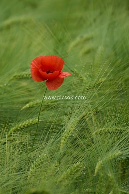 Red Poppy Blooming in Green Barley Field