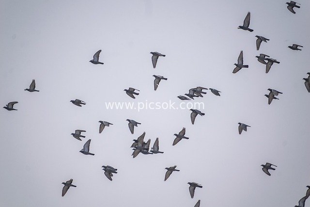 Silhouette of Wild Pigeon Flock Flying in the Sky