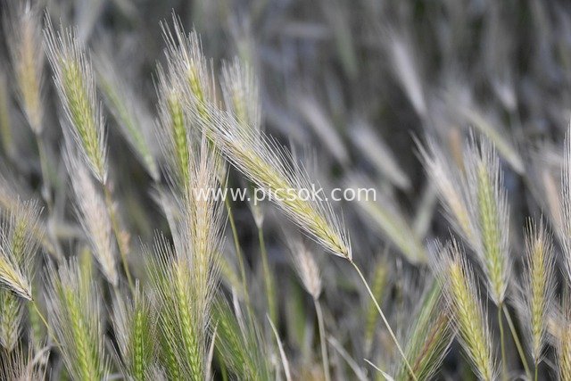 Close-up of Green Wheat Spikes: Natural Agricultural Scene of Grain Cultivation
