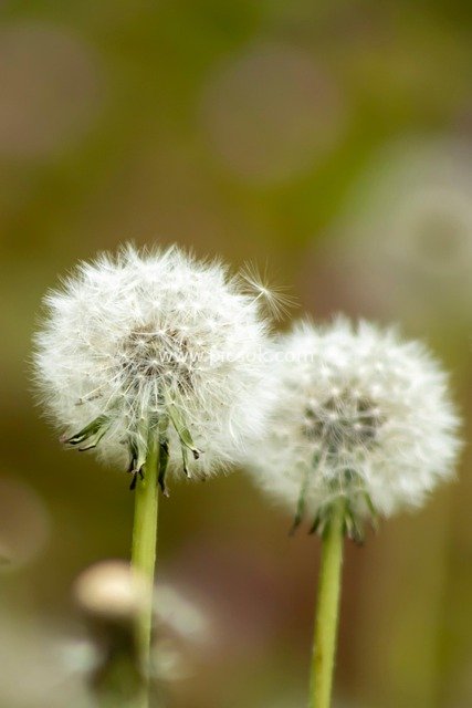 春日蒲公英花球特写 清新自然植物素材