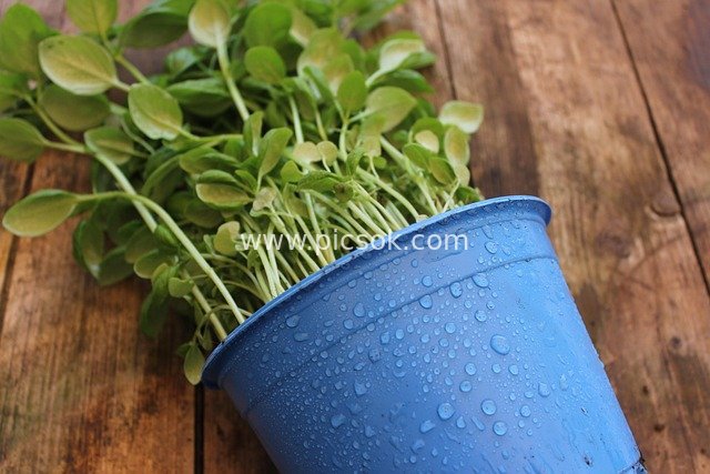 蓝色花盆罗勒幼苗 雨后清新自然盆栽场景