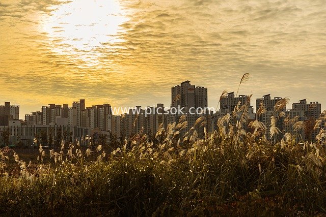 Autumn Silver Grass and Urban Apartment Scenery in Gimpo, South Korea