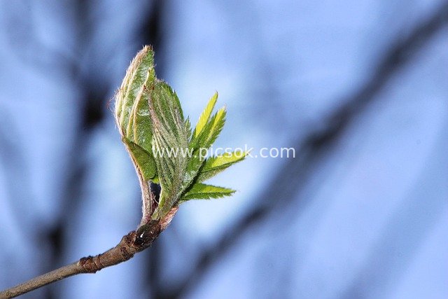 Fresh Green Buds on Spring Branches: Life Awakening in the Forest