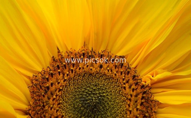 Macro Close-up of Sunflower: Golden Petals & Flower Disk Highlight Summer Vitality