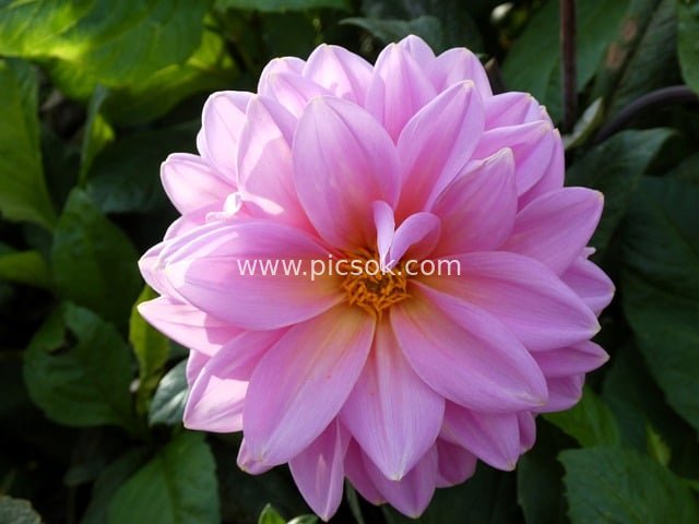 Pink Dahlia in Bloom: A Delicate Decorative Flower in the Garden
