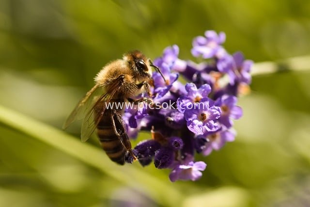 bee, lavender, insect, nature, close up, macro, pollination, honey bee, wing, entomology, blossom, bloom, nectar, pollen, flower, violet, spring, garden, flora, biology, eco system