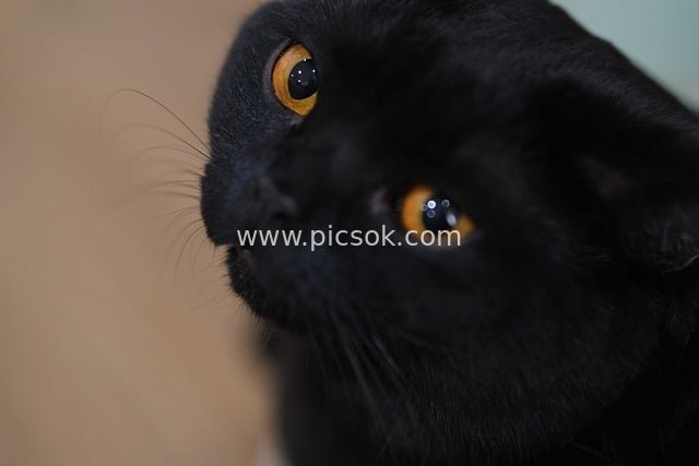 Close-up of a Black Cat with Amber Eyes Exuding Mysterious Pet Charm