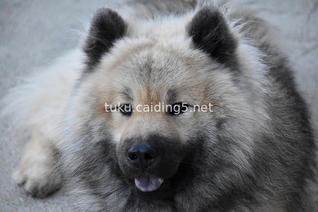 温顺欧亚犬欧莱夫 可爱伴侣犬特写