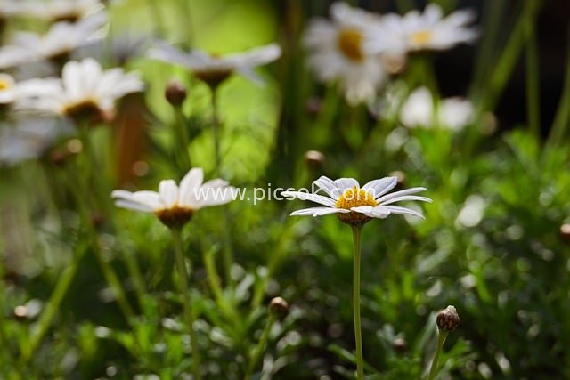 夏日白色雏菊绽放 清新自然花卉壁纸素材