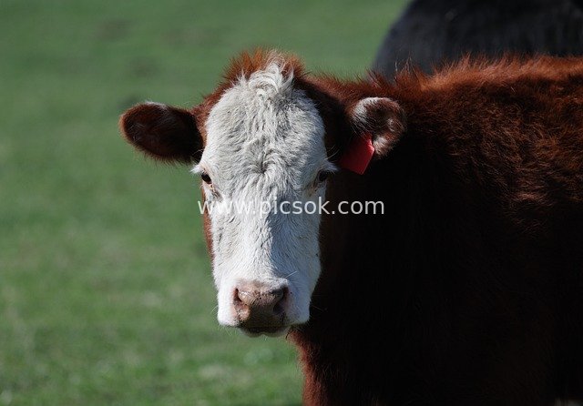 Close-up of a Brown and White Cow in a Pasture – Rural Farm Animal Scene