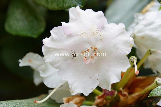 Close-Up of a Blooming White Azalea with a Tiny Insect on Its Petal