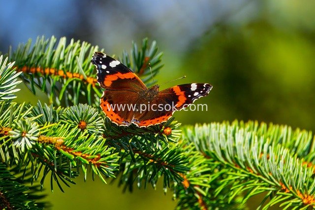 edelfalter, insect, entomology, butterfly, admiral, vanessa atalanta, wildlife, animal watching, eco system, nature, flora, wing