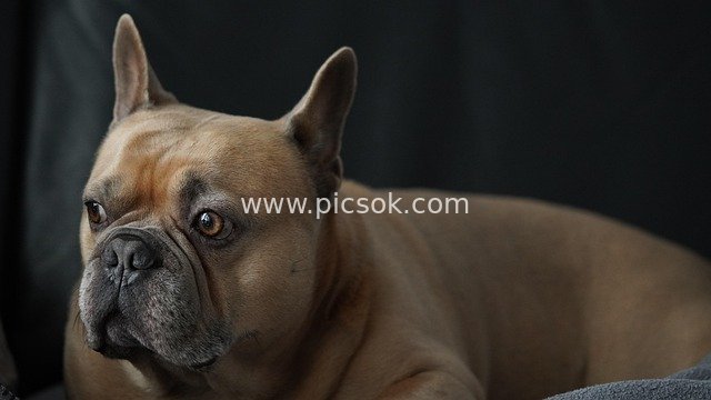 Adorable French Bulldog Home Portrait Close-Up Photo