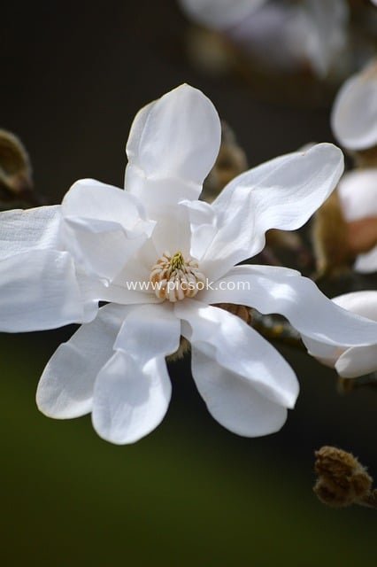 春日星花木兰绽放 特写清新花卉壁纸