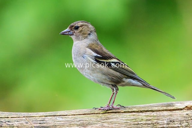 Female Common Chaffinch Perched on Old Wood – Natural Bokeh Wallpaper Material