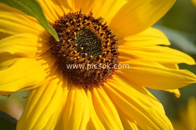 向日葵特写：金黄花瓣与花盘的夏日生机