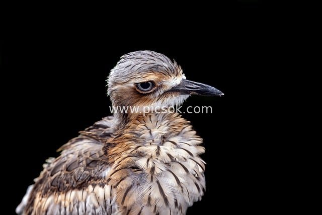 灌丛石杓鹬特写 野生鸟类羽毛纹理摄影