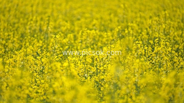 Golden Rapeseed Fields in Spring: Idyllic Natural Flower Sea & Pastoral Scenery