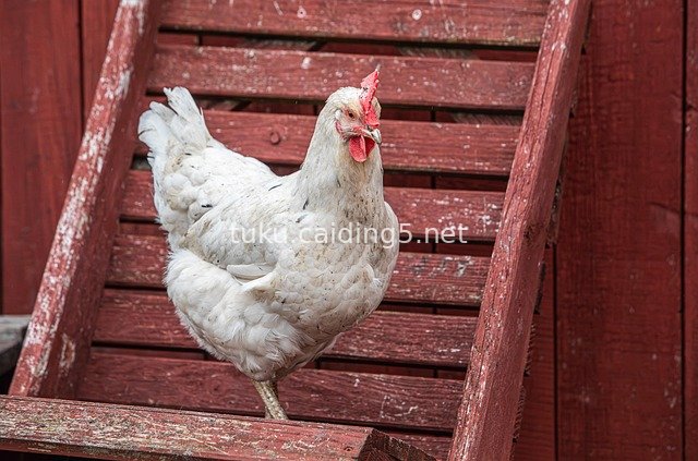 White Hen Standing on Red Wooden Rack – Real Shot of Farm Poultry Life