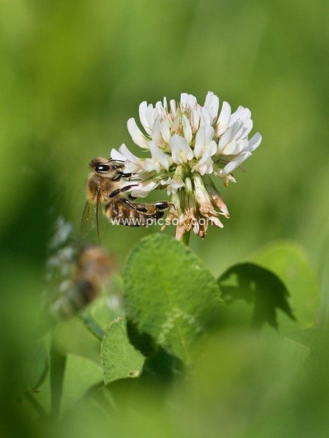 Bee Collecting Nectar on White Clover: A Dynamic Natural Ecological Moment