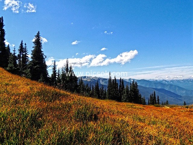 Summer Alpine Meadow Landscape at Deer Park, Washington State