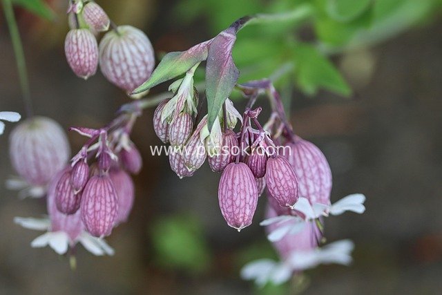 膀胱麦瓶草：紫脉囊状花的自然之美