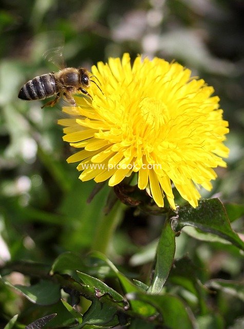 Bee Collecting Nectar on Yellow Dandelion | Nature Insect and Flower Photography Material