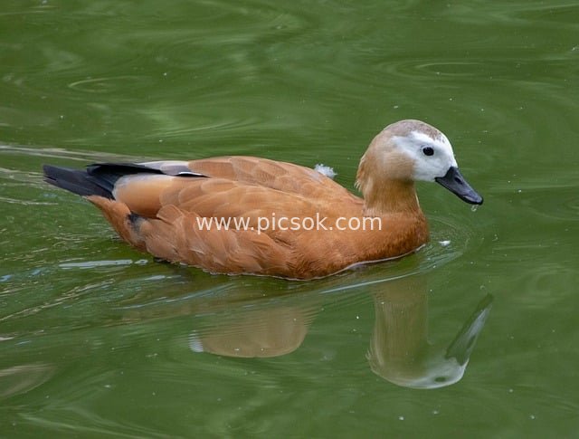 赤麻鸭游弋绿水间 橙红羽毛水鸟生态图