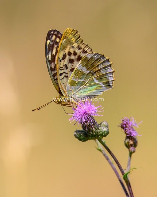 keder mantle, butterfly, flower, pollination, entomology, wildlife, insect, biotope, eco system, flora, field, animal, nature, landscape, outdoors, close up, macro