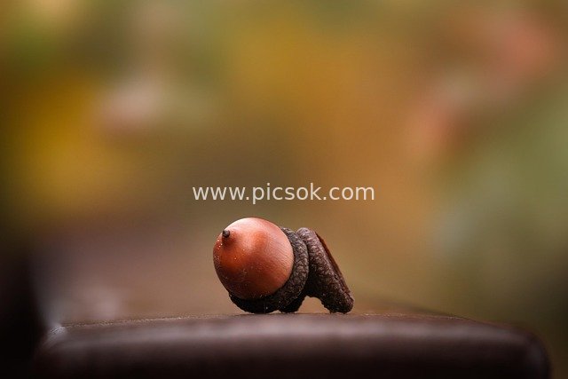 秋日微距：橡子坚果的自然清新特写