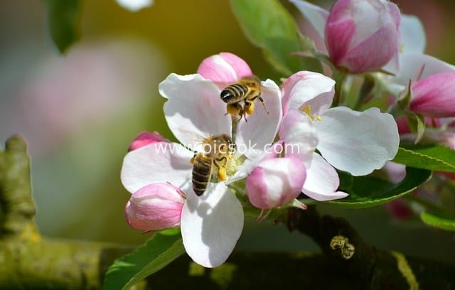 Natural Beauty of Bees Collecting Nectar on Apple Blossoms in Spring