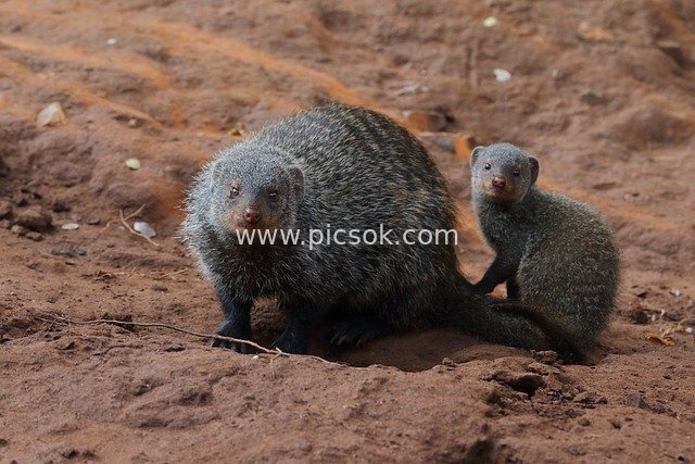 Banded Mongoose Mother and Cub: Wildlife Scene on African Red Soil