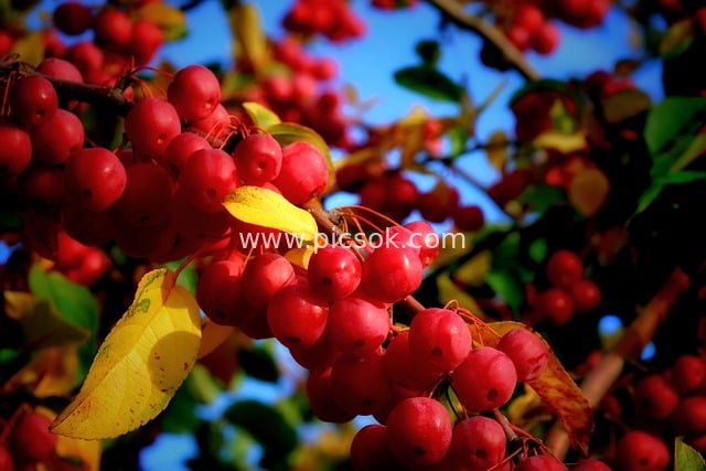 鲜艳红果配黄叶 自然植物果实素材图