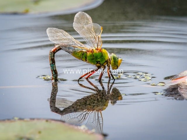 Green Dragonfly in Water Reflection - Nature Insect Ecological Photography