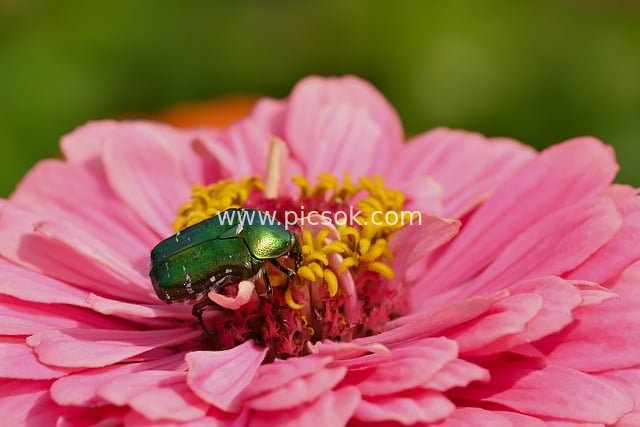 夏日花园里的绿色甲虫与粉色百日菊特写