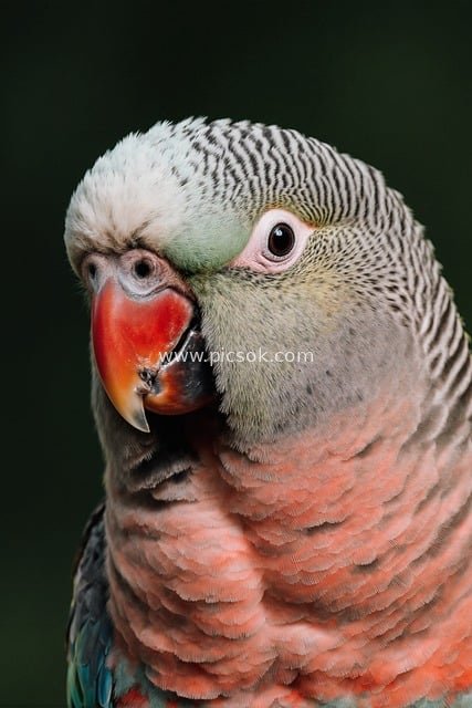 Close-Up of a Pink-Feathered Parrot with Red Beak: A Portrait of an Exotic Colorful Bird