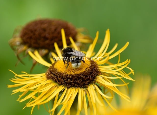Bumblebee on a Yellow Flower: Close-up Ecological Photo