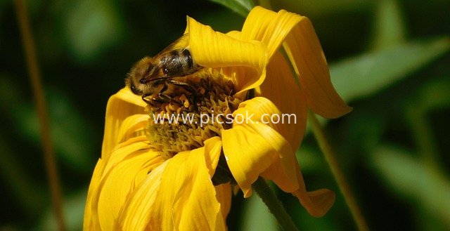 Macro Close-up of a Bee Collecting Pollen on a Yellow Flower