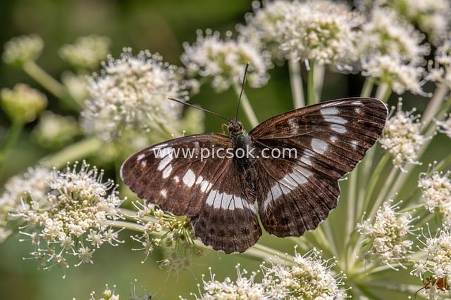 Macro Close-Up of a White Admiral Butterfly Resting on White Flower Clusters
