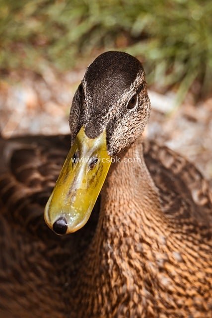 近距离特写棕褐羽毛绿嘴野鸭