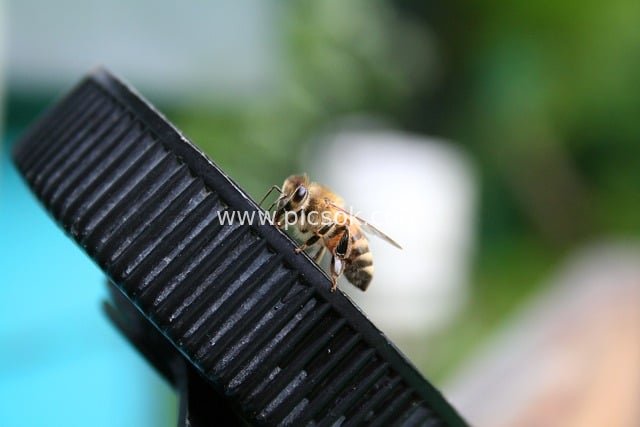 Macro Close-Up: A Natural Moment of a Bee Resting on a Black Gear