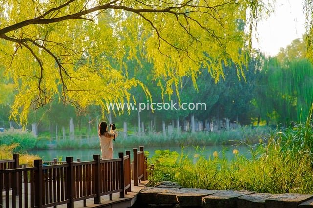秋日湖畔栈道 女子摄影 垂柳阳光自然美景