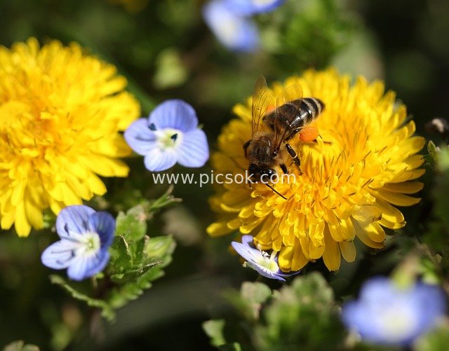 Bee Gathering Nectar on Yellow Dandelions – Nature Flower Insect Photography