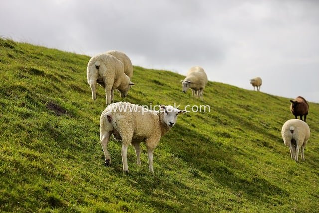 Natural Landscape of Sheep on Dike Meadows in Northern Friesland, Germany
