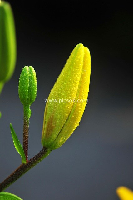 Close-up of Yellow Lily Buds Adorned with Morning Dew