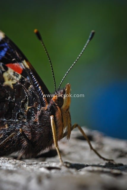 小红蛱蝶特写：自然昆虫的精致触角与斑斓色彩