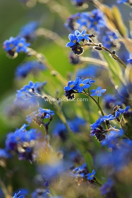 Blue Forget-Me-Not Flowers in Spring - Fresh Garden Background Material